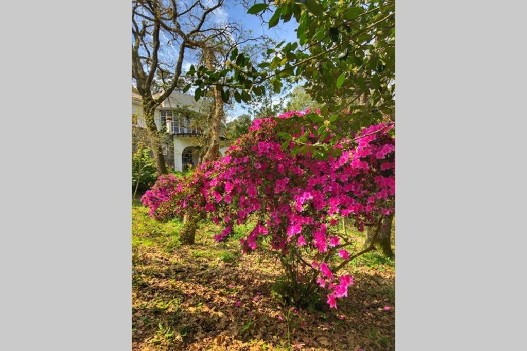 Quinta Biologica, Com Vista, Na Serra De 辛特拉 外观 照片