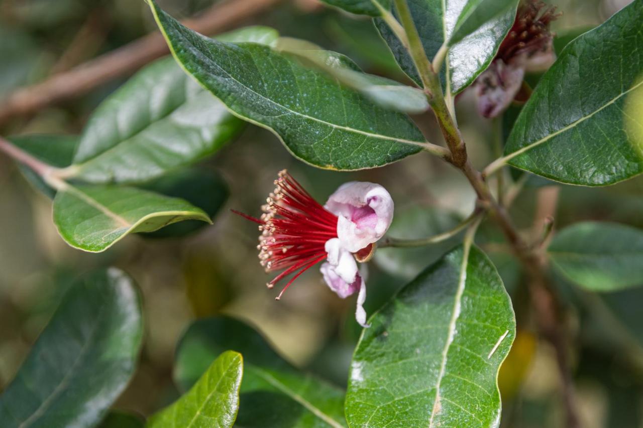 Quinta Biologica, Com Vista, Na Serra De 辛特拉 外观 照片