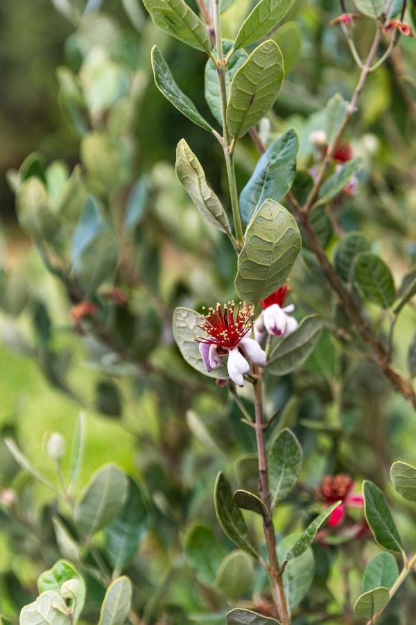 Quinta Biologica, Com Vista, Na Serra De 辛特拉 外观 照片