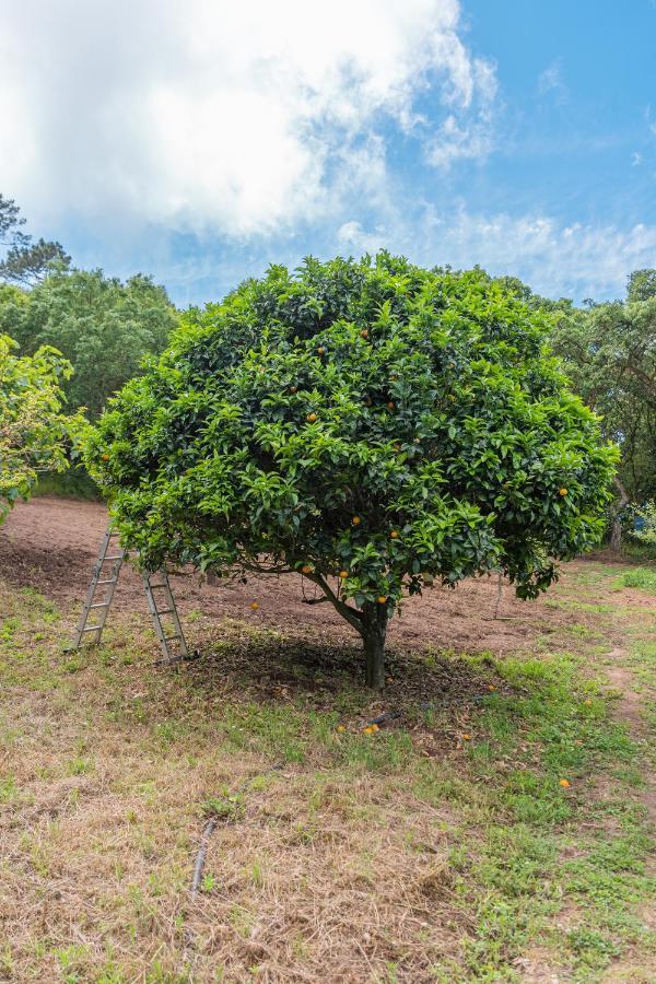 Quinta Biologica, Com Vista, Na Serra De 辛特拉 外观 照片