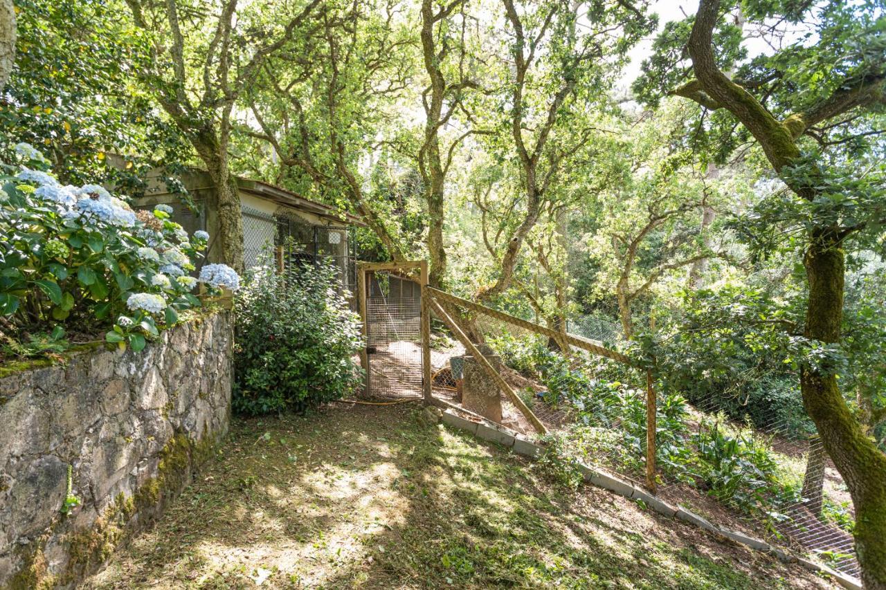 Quinta Biologica, Com Vista, Na Serra De 辛特拉 外观 照片