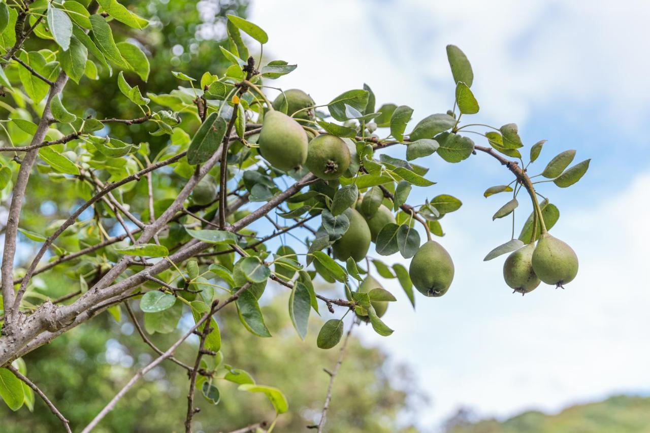 Quinta Biologica, Com Vista, Na Serra De 辛特拉 外观 照片
