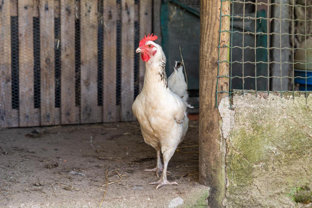 Quinta Biologica, Com Vista, Na Serra De 辛特拉 外观 照片