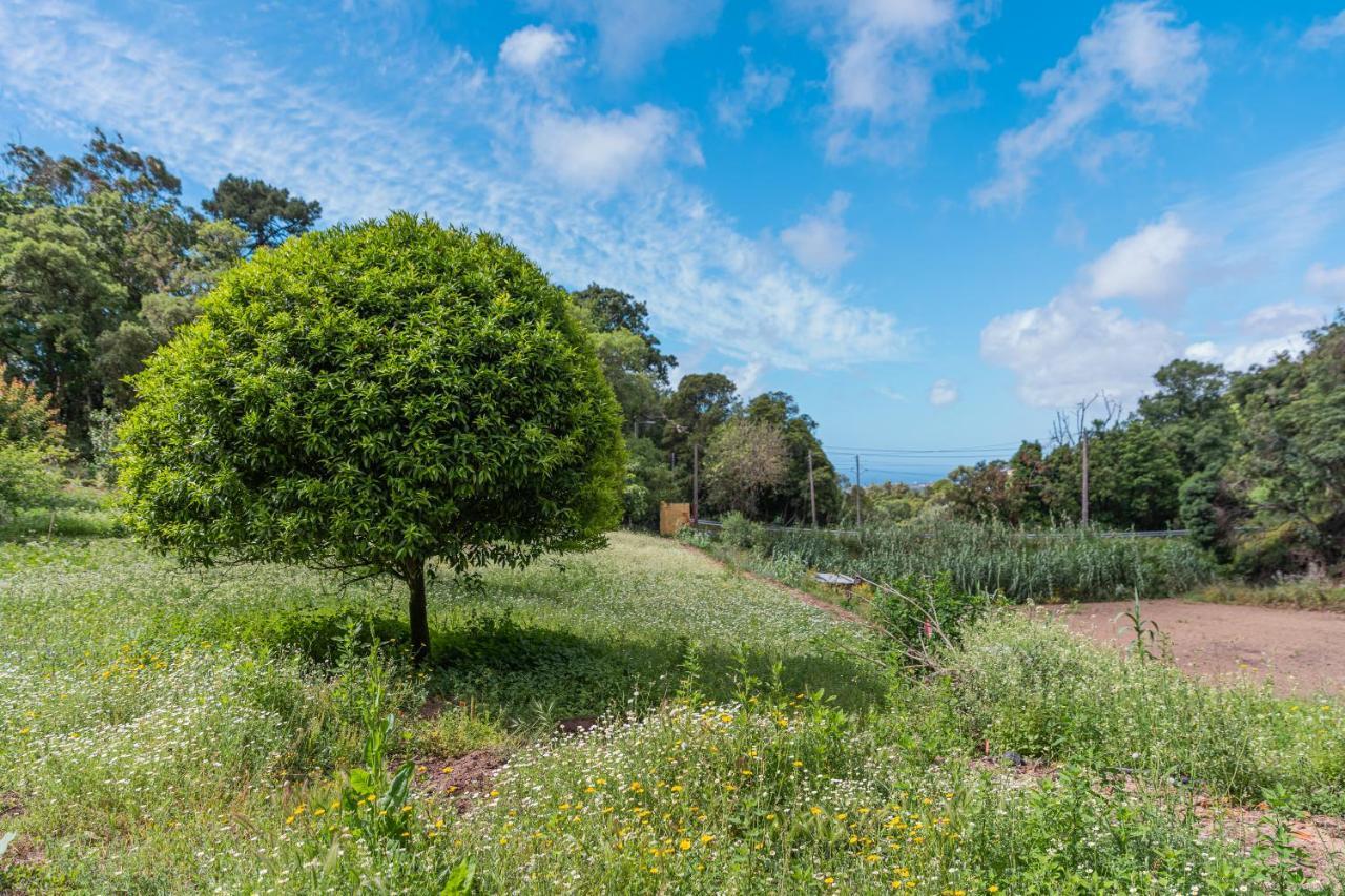 Quinta Biologica, Com Vista, Na Serra De 辛特拉 外观 照片